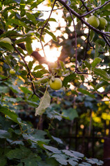 Apple tree in the garden