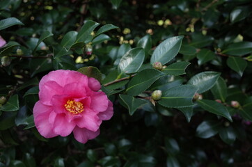 Light Pink Flower of Camellia Sasanqua in Full Bloom
