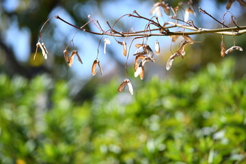 木にぶらさがるモミジの種子