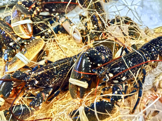 Macro of living lobsters at a food market