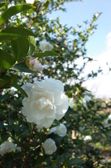 White Flower of Camellia Sasanqua in Full Bloom
