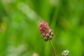 Blühendes Wildgras, ein einzelner Halm in einer grünen Wiese