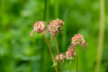 Blühende Wild-Gräser in einer Wiese