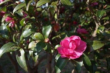 Light Pink Flower of Camellia Sasanqua in Full Bloom
