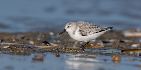 Bécasseau sanderling (Calidris alba - Sanderling) sur la plage de Quend-Plage