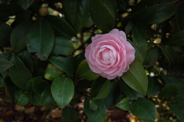 Faint Pink Flower of Camellia Sasanqua in Full Bloom
