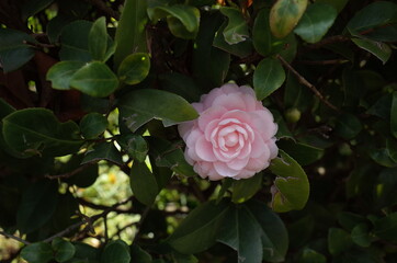 Faint Pink Flower of Camellia Sasanqua in Full Bloom
