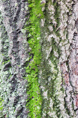 Tree bark texture
