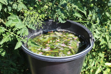 Gärende Beinwelljauche vor einer Tomate mit unreifen Früchten