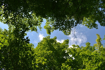 Fototapeta premium Maple trees in the Talon road