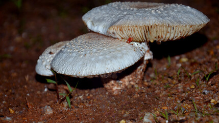 setas blancos en la naturaleza