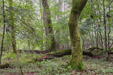 Obraz premium Deciduous stand with hornbeams and oaks