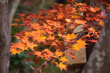 秋の太陽に照らされて輝く紅葉