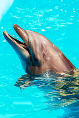 dolphins frolic in the blue clear water, selective focus