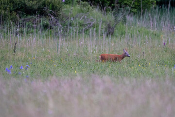  roe deer in its natural habitat