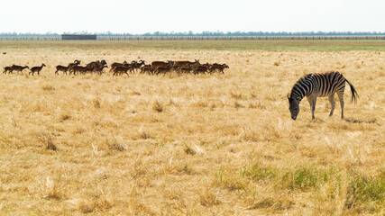 Zebra and herd of deer on a dry brown savannah grasslands and grazing view. animal vigilant while he eats