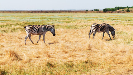 Obraz premium Zebra on the dry brown savannah grasslands browsing and grazing. focus is on the zebra with the background blurred, the animal is vigilant while it feeds