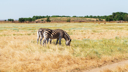 Zebra on the dry brown savannah grasslands browsing and grazing. focus is on the zebra with the background blurred, the animal is vigilant while it feeds