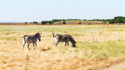 Fototapeta na wymiar Zebra on the dry brown savannah grasslands browsing and grazing. focus is on the zebra with the background blurred, the animal is vigilant while it feeds