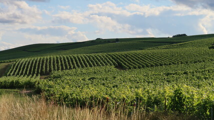 Fototapeta na wymiar Viticulture, paysage de parcelles de vigne en été en Champagne, dans la région Grand Est (France)