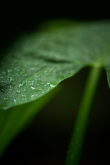 Close up macro view of nice green tropic leaf nature style
