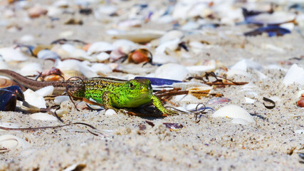 Green Lizard on the sand in focus (Lacerta viridis, Lacerta agilis) is a species of lizard of the...