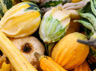 Thanksgiving pumpkin for sale in a market
