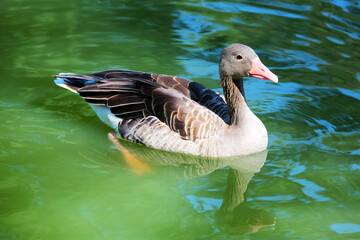 flock of wild ducks swimming on the lake