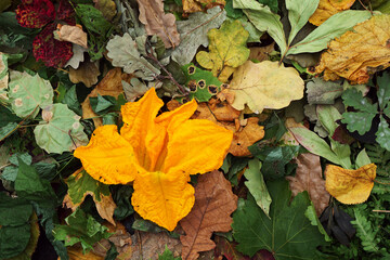 Creative top view  dry color autumn leaves and flower zucchini (pumkin)  as background with copy space in minimal style,