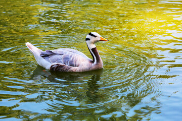 flock of wild ducks swimming on the lake