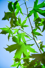 Young green maple leaves against a blue Sunny sky
