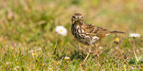 Pipit farlouse (Anthus pratensis - Meadow Pipit) dans les pelouses graveleuses du hâble d'Ault