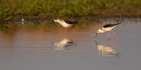 Échasse blanche (Himantopus himantopus - Black-winged Stilt)