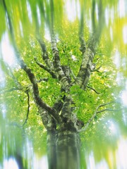 Big Tree, Low Angle View, Differential Focus