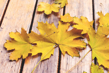 Naklejka na ściany i meble Maple autumn leaves on wooden boards. Selective focus