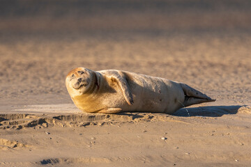 Phoque veau-marin en baie de Somme