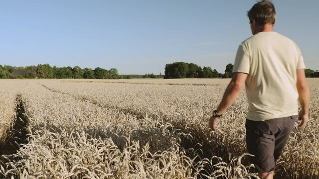 Beautiful landscape view of male going through wheat field on sunny summer day. Wheat field merging with green trees on blue sky background.