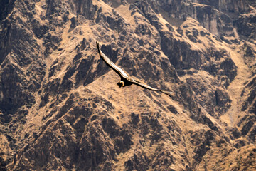 Panoramic view of condor in Colca Canyon, Peru.