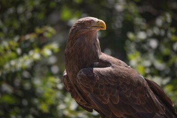 Close up portrait of a white tailed eagle profile view