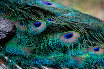 Detail of the colorful feathers of a male peacock