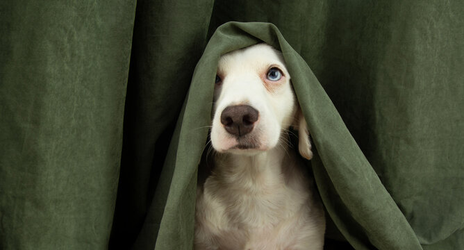 scared or afraid puppy dog hide with a curtain.