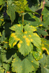 A dangerous disease of grape Mildew — downy mildew ( lat. Of plasmopara viticola )