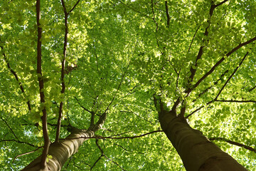 Fototapeta na wymiar May morning, beech crowns with young leaves seen from below