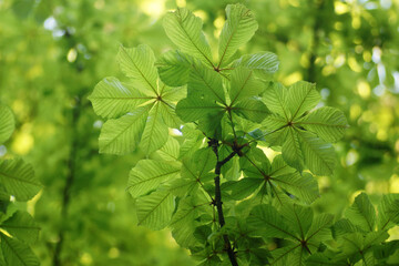 Fototapeta na wymiar May morning in the forest, young spring chestnut leaves