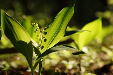 May morning, lily of the valley ready to flower