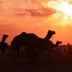 Fototapeta na wymiar camel in the desert