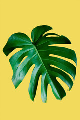 Dark green leaves of monstera (split-leaf philodendron) tropical foliage plant over yellow background