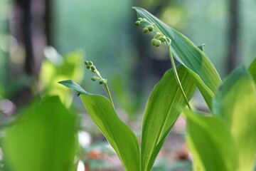 May morning, lily of the valley ready to bloom