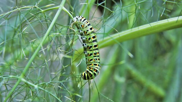 Macro footage of Caterpillar of Papilio Machaon (swallowtail caterpillar) feeding on Fennel branches.