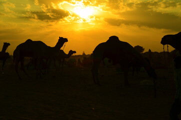 Fototapeta na wymiar camels in the desert during the golden evening